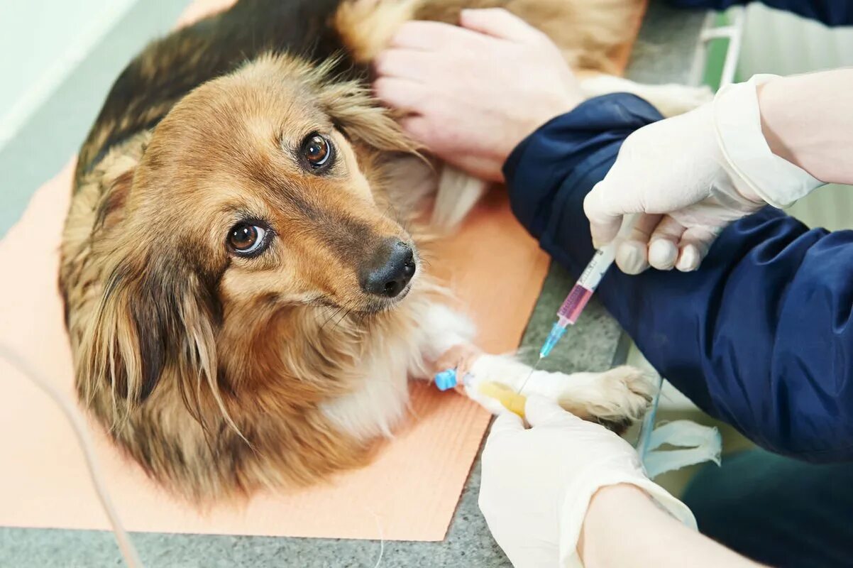 Собака в ветеринарной клинике. Терапия животных.