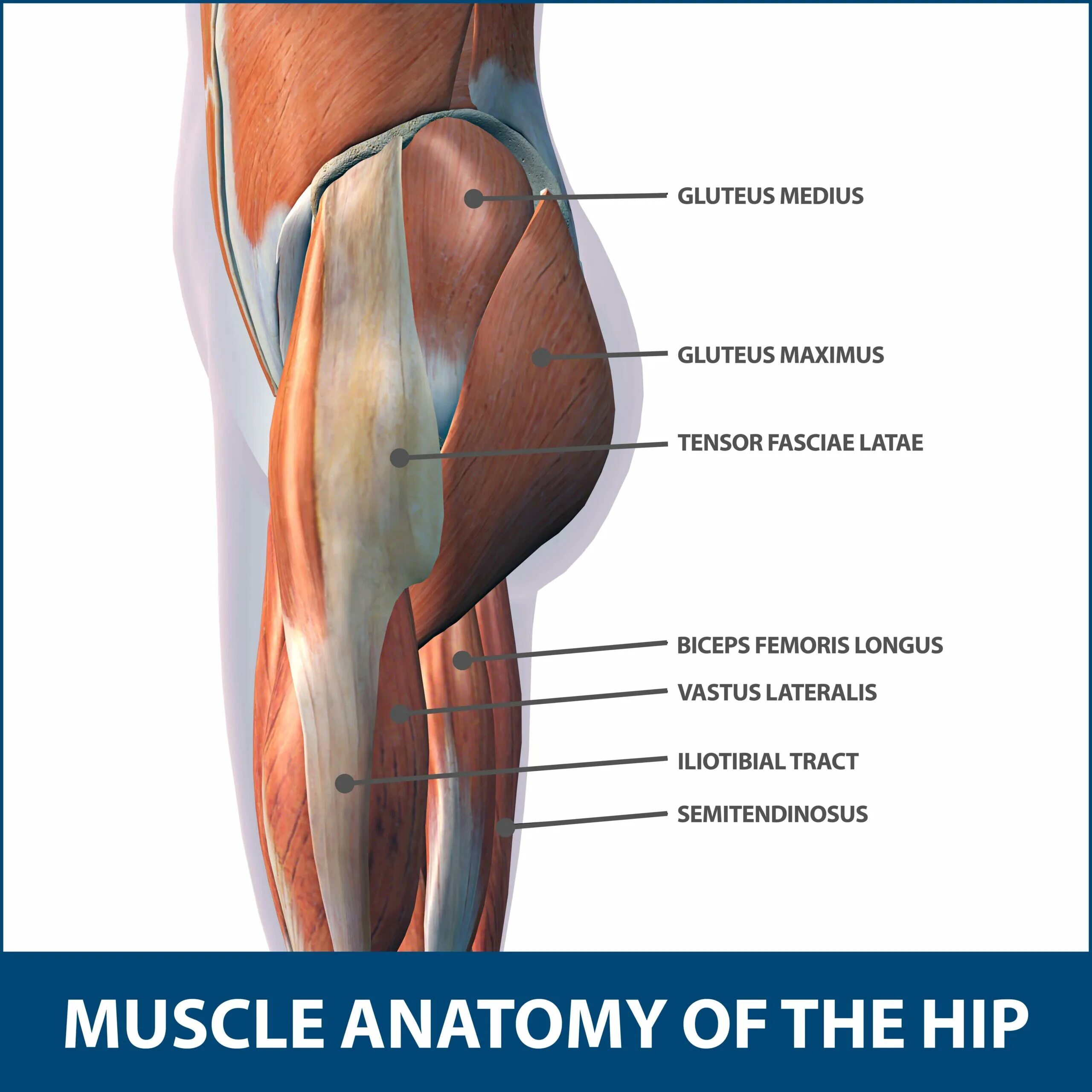 Thigh hip разница. Ягодичные мышцы анатомия. Анатомия задней поверхности бедра. Мышцы человека ягодицы. Hips анатомия.