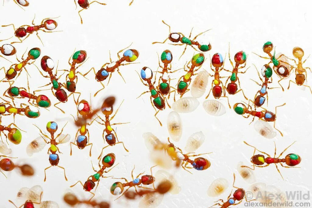 Наука изучающая муравья. Temnothorax rugatulus. Цветные муравьи. Разноцветные муравьи. Цвета муравьев.