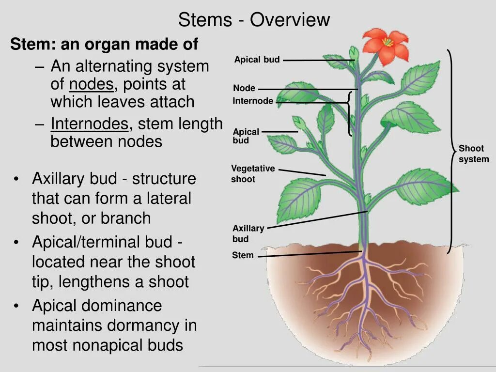 Apical Bud. Plant and the functions. Plant Organ System. Structure of the vegetative Bud.