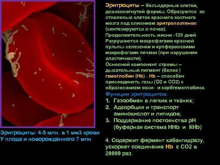 Эритроциты лимфоциты тромбоциты. Эритроциты образуются из стволовых клеток. Клетки разрушающие эритроциты в селезенке. В селезенке разрушаются эритроциты.