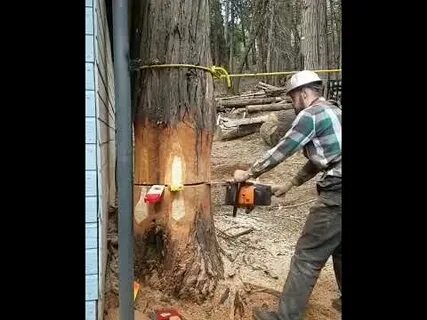 Как спиливать деревья бензопилой видео
