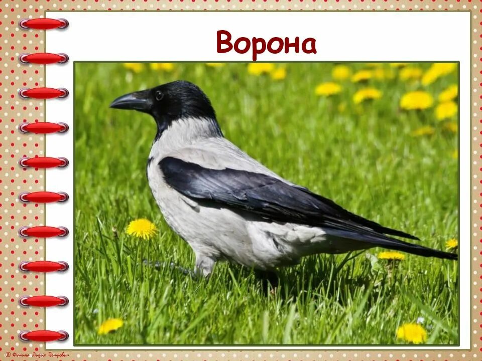 Как женя научился говорить букву р. Е чарушин как мальчик женя научился говорить букву р. как мальчик научился говорить букву р. как мальчик женя научился говорить букву р 1 класс.