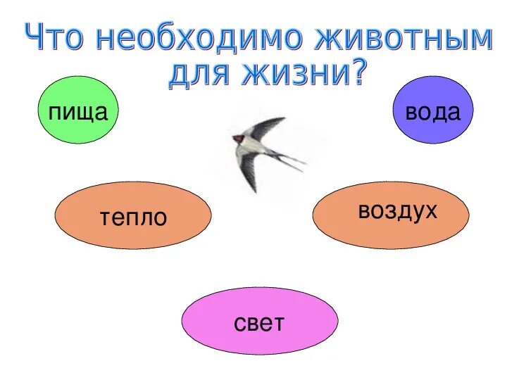 Конспект урока животные 1 класс. Что необходимо животным для жизни. Условия необходимые для жизни животных. Необходимые условия для роста и развития животных. Животным для жизни необходимы.