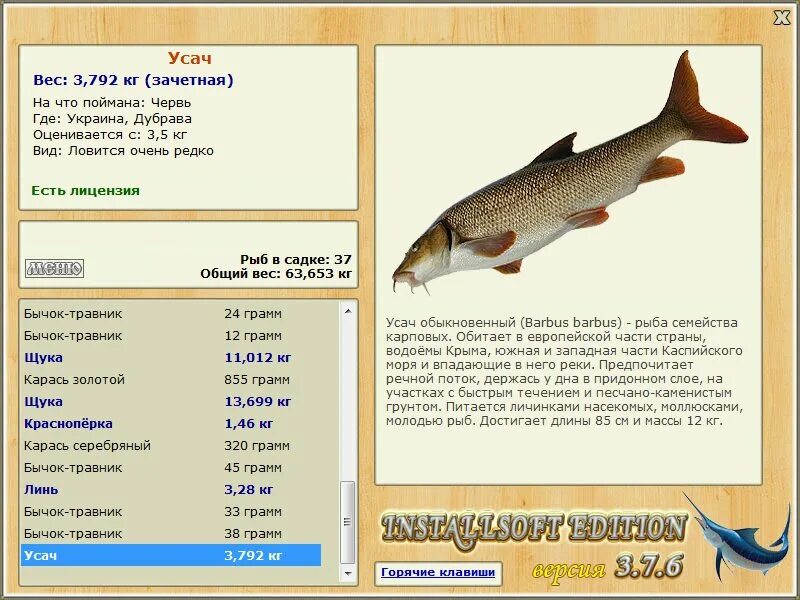 Какие рыбы можно поймать. Крупный усач рыба. Небольшая Пресноводная рыба семейства карповых. Аральский усач рыба. Самая большая рыба усач.