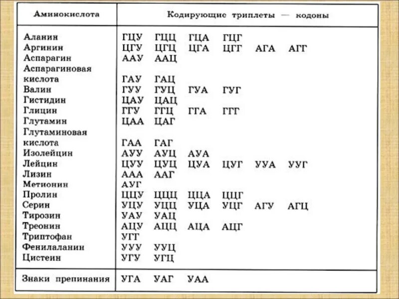 Сколько нуклеотидов в кодоне ирнк