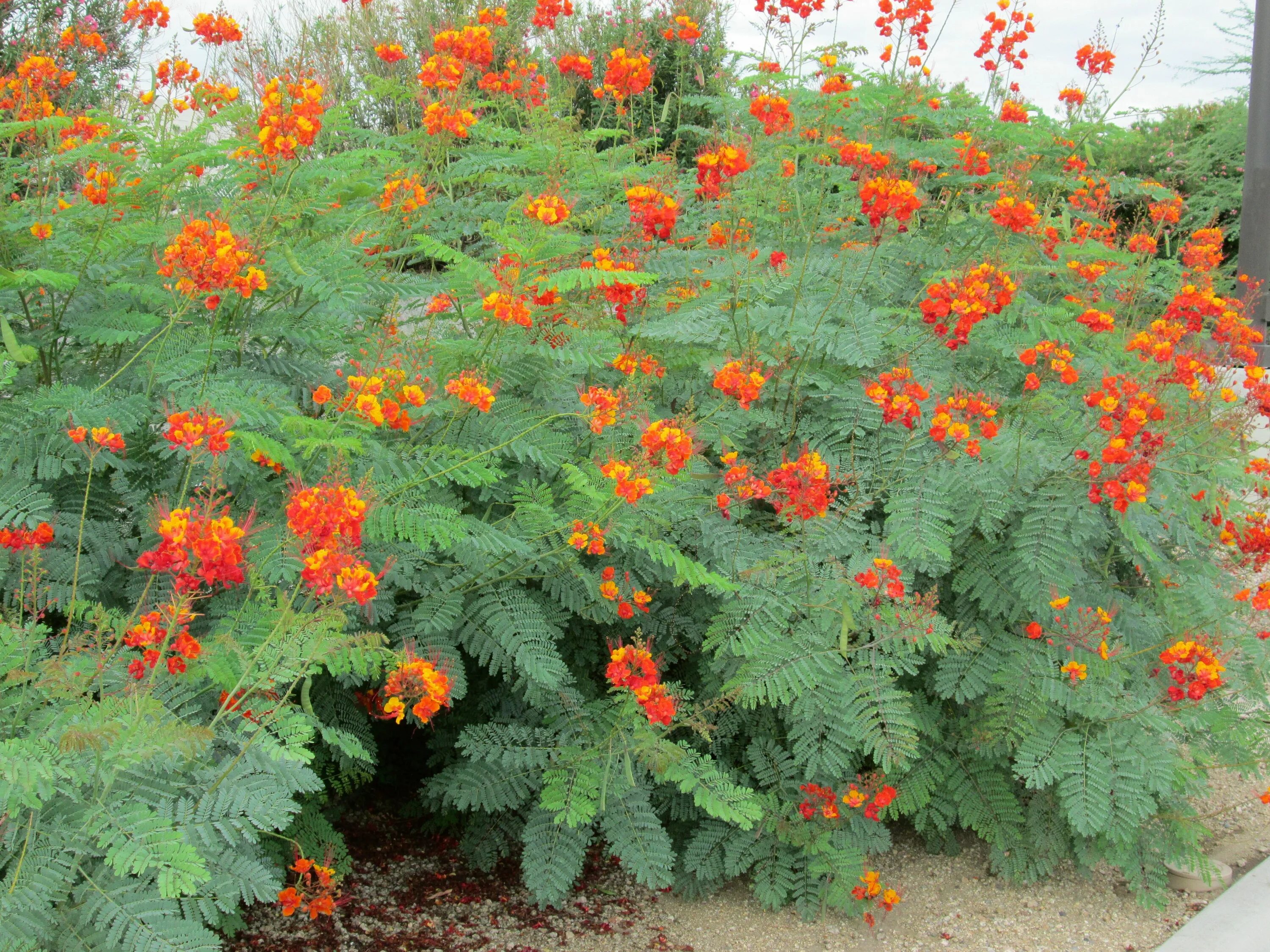 Цветы садовые названия листья. Caesalpinia pulcherrima. Герань Садовая оранжевая. Цезальпиния семена.