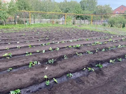 Подготовка под посадку клубники