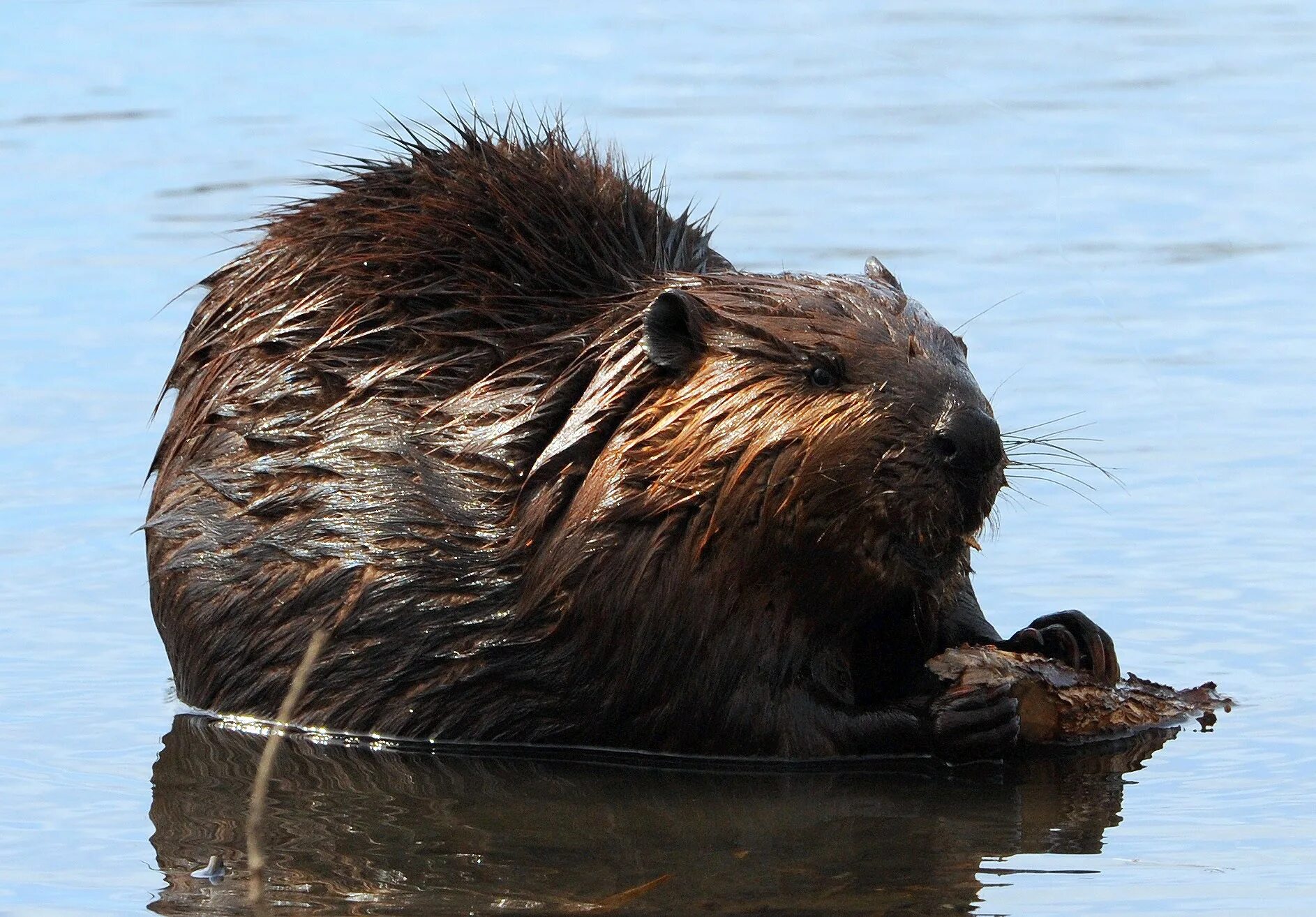 Канадский Бобр (Castor canadensis). Речной Бобр. Речной Бобр Castor Fiber l. Обыкновенный Бобр тувинский.