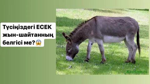 Менің әйелімнің есектегі фотосы