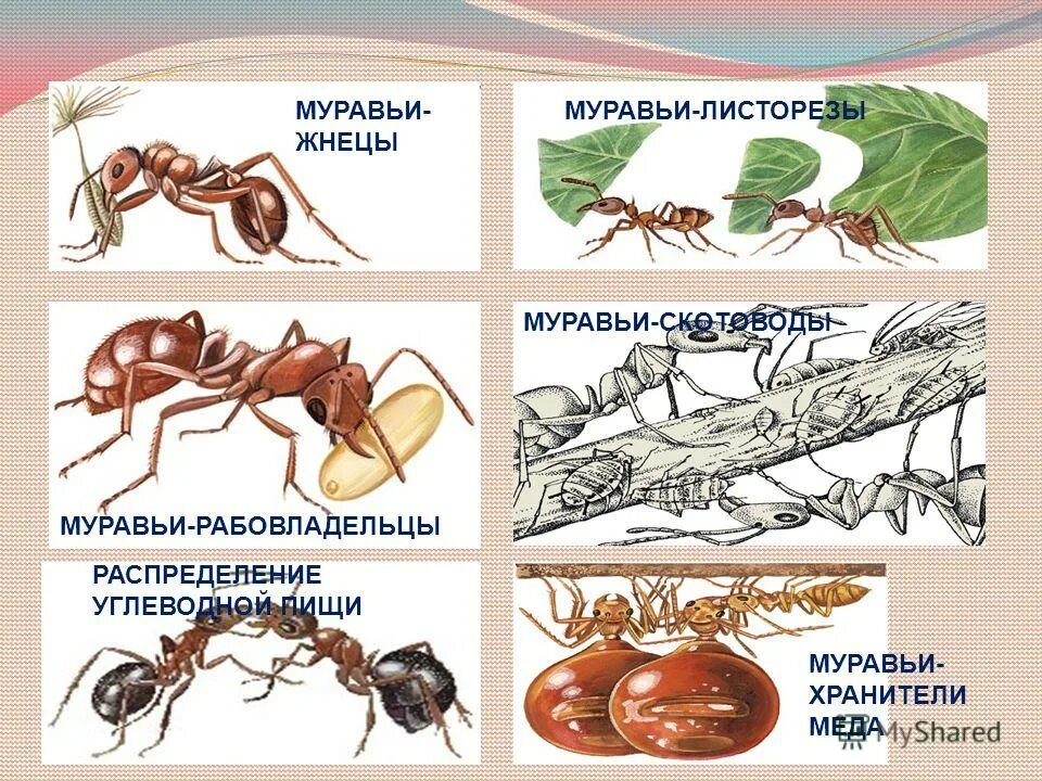 Виды муравьев. Типы рабочих муравьев. Иерархия муравьев в муравейнике. Роли муравьев в муравейнике.