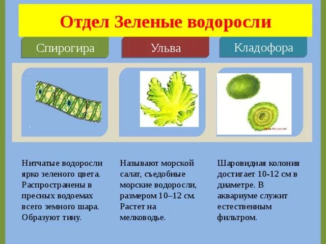 Верные признаки водорослей. Отдел зеленые водоросли Ульва. Отдел зеленые водоросли строение. Зеленые водоросли спирогира Ульва. Общие признаки зеленых водорослей.