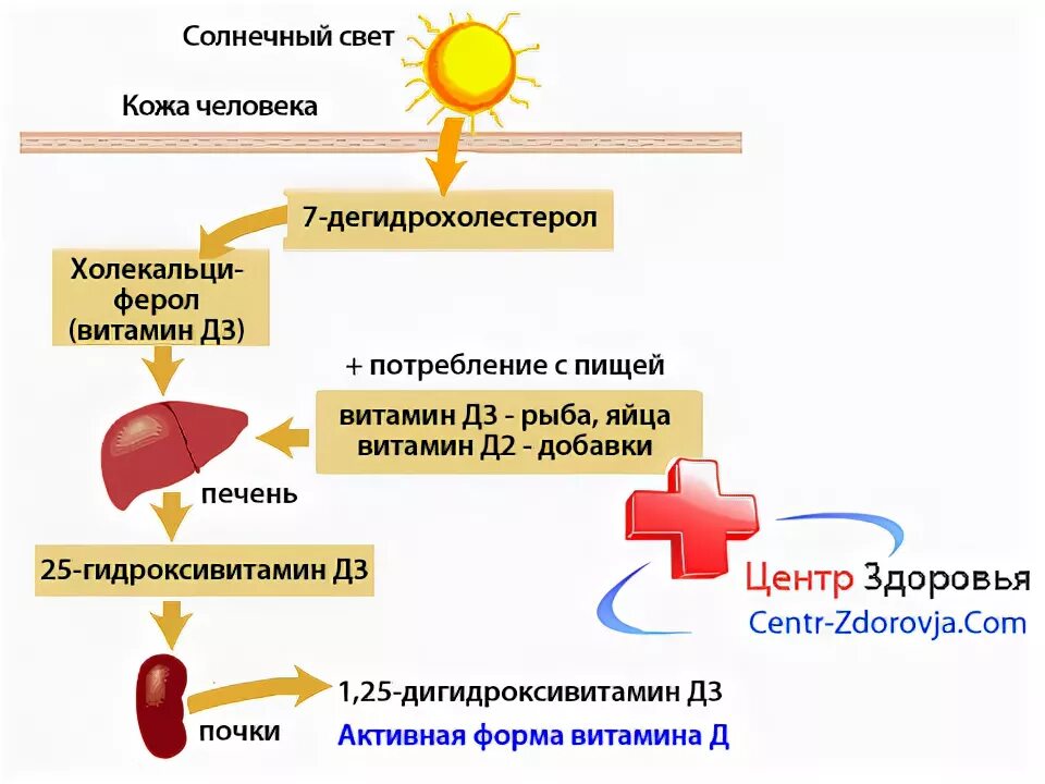 Витамин д синтезируется в организме. Как происходит Синтез витамина д. Схема синтеза витамина д в организме человека. Схема синтеза витамина д3.