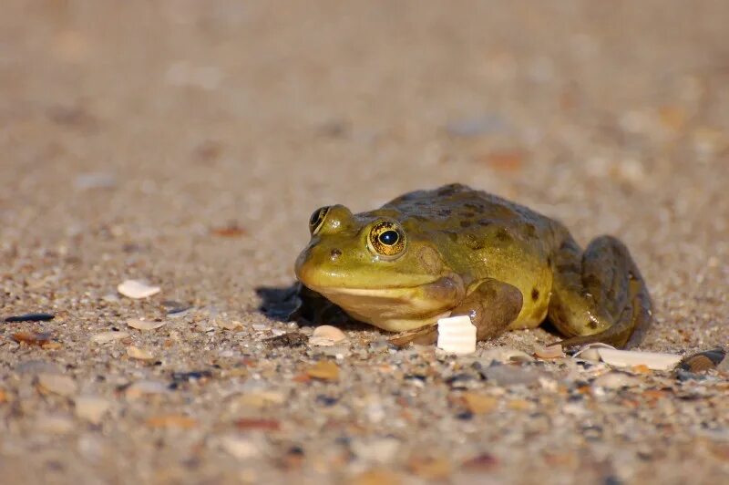 раза и жаба. лягушки калуги. раза и жаба. обыкновенная жаба. лягушка абовин.