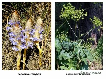 Утрата хлорофилла у растения заразихи формирование