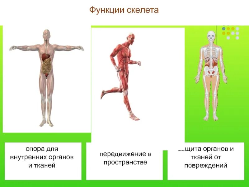 Механической функции скелета человека. Функции скелета. Функции скелета презентация. Двигательная функция скелета. Механические функции скелета.