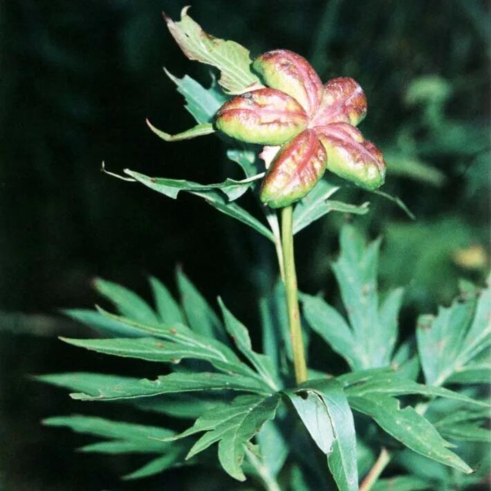 марьин корень семена