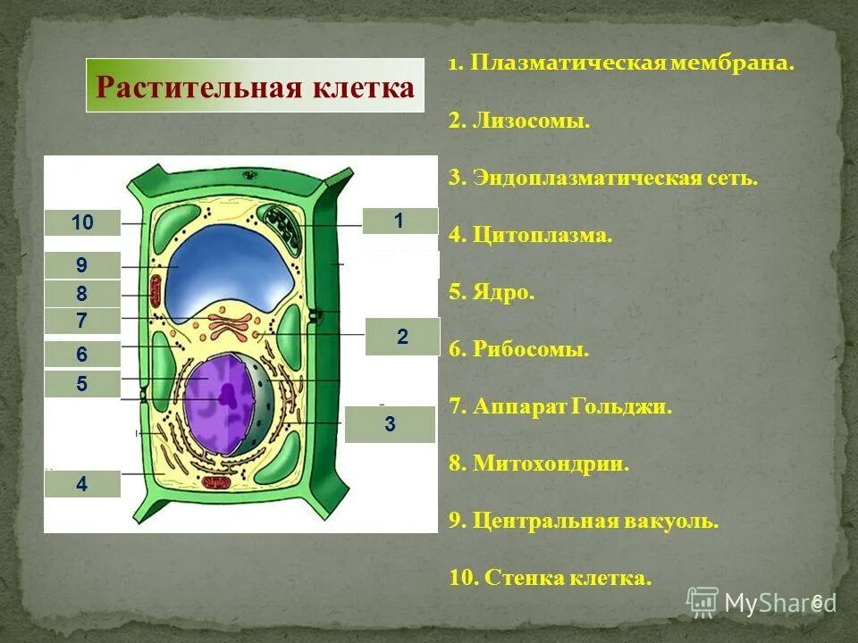 Полость в цитоплазме клетки 7 букв. Эндоплазматическая сеть растительной клетки. Строение растительной клетки эндоплазматическая сеть. Строение ЭПС растительной клетки.