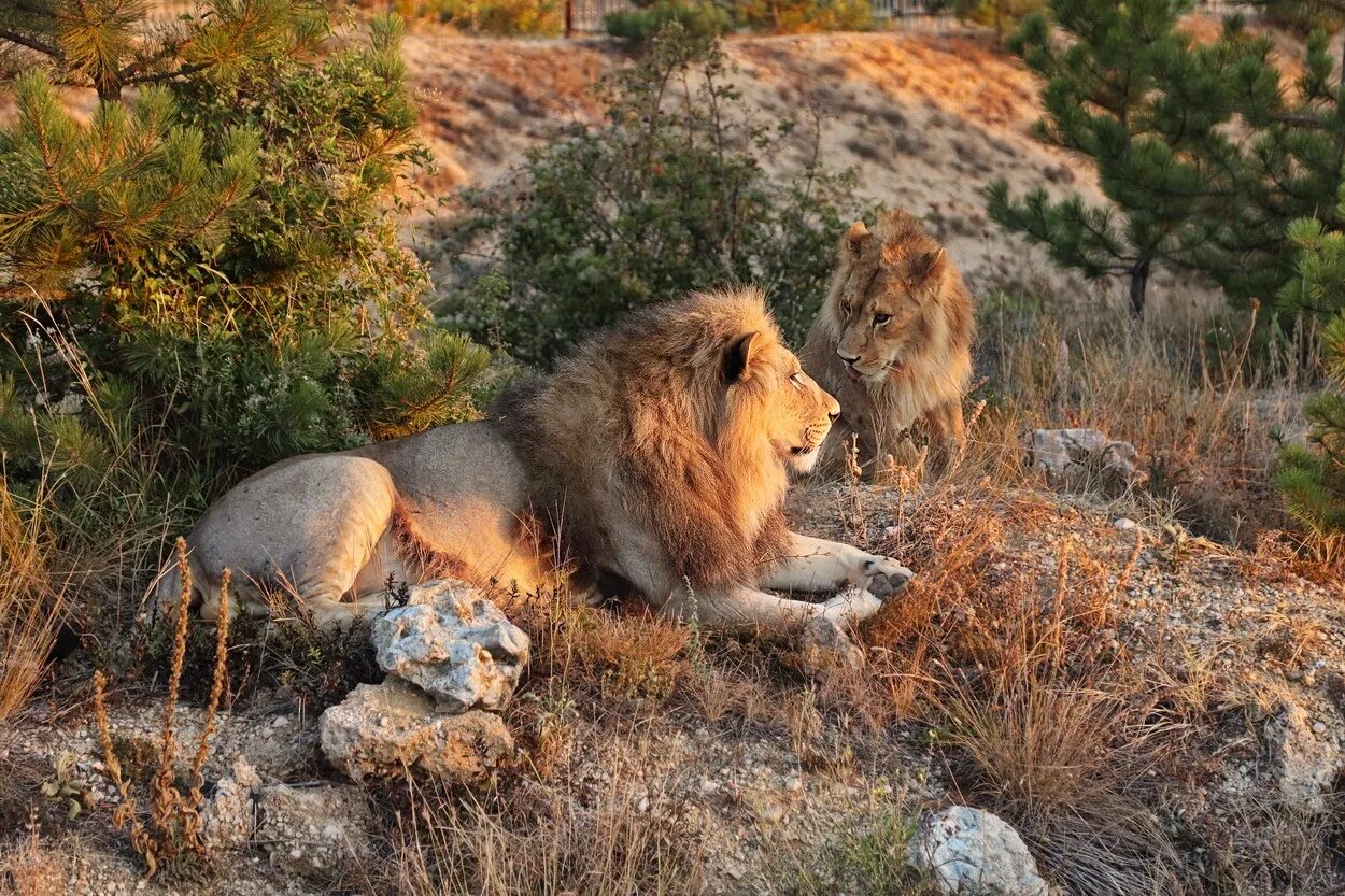 Тайган львята в крыму. Тайган сафари парк. Тайган львята асада и шерхан и симба. Крым львы сафари парк тайган. Шерхан маугли шрам.