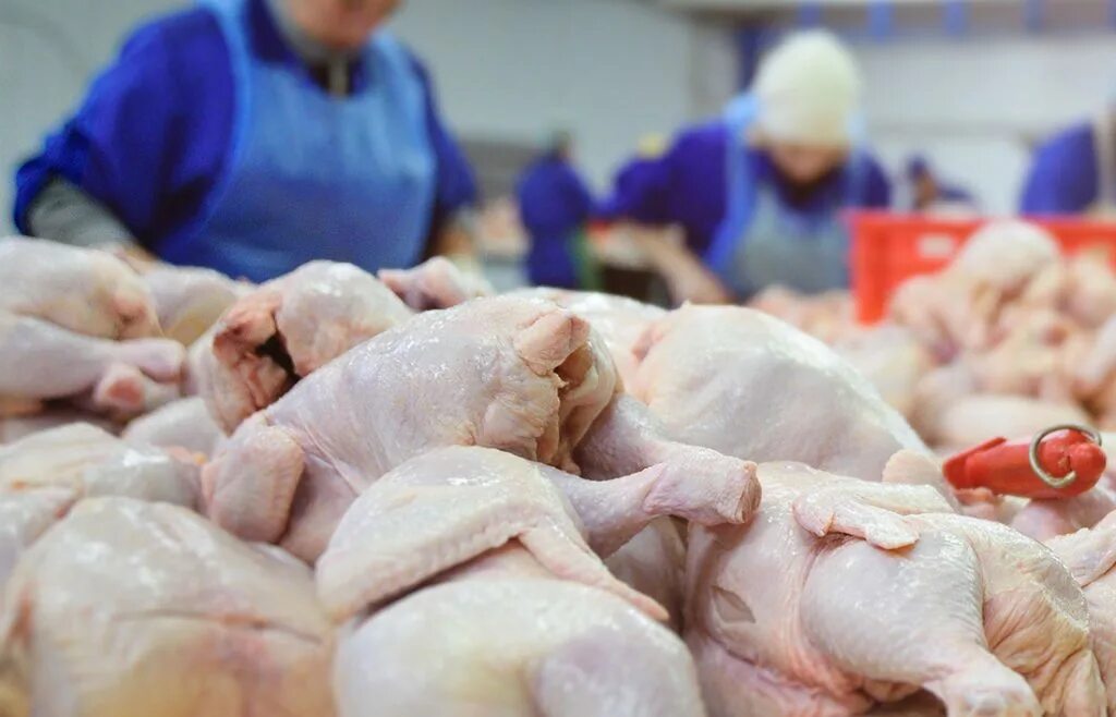 Производители курятины. Экспорт мяса птицы.