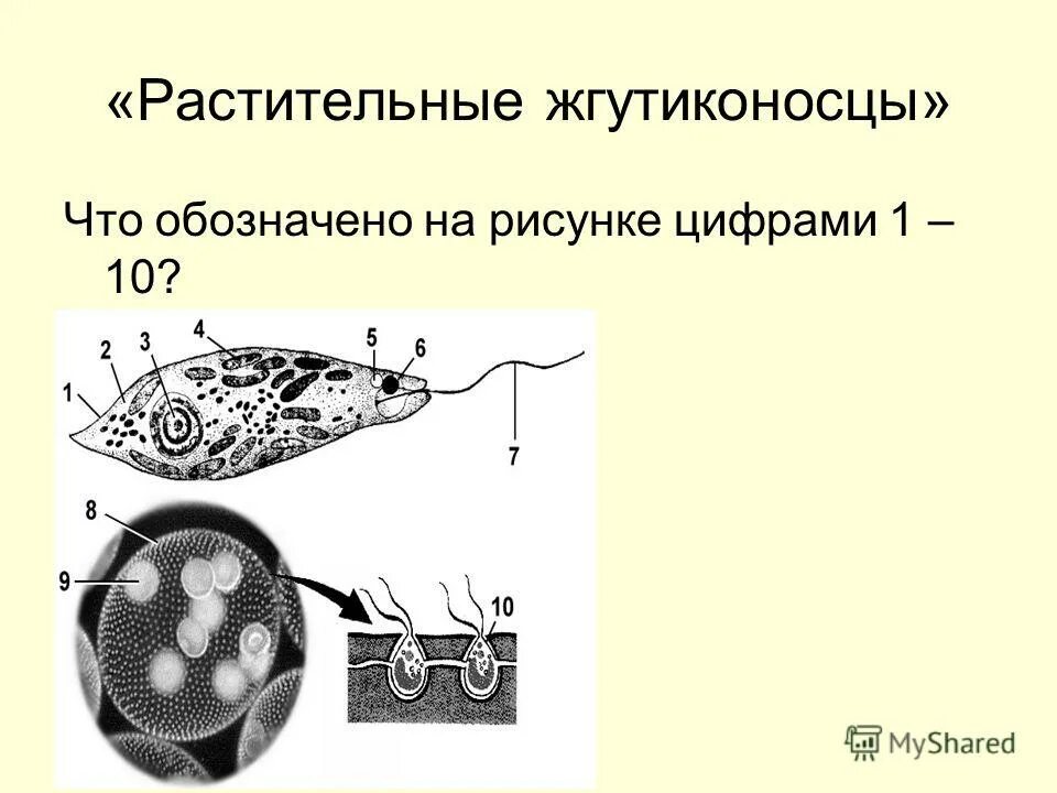 Значение класса жгутиконосцы. Значение класса жгутиконосцы