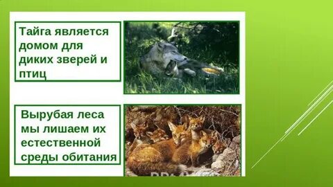 Условия жизни диких животных