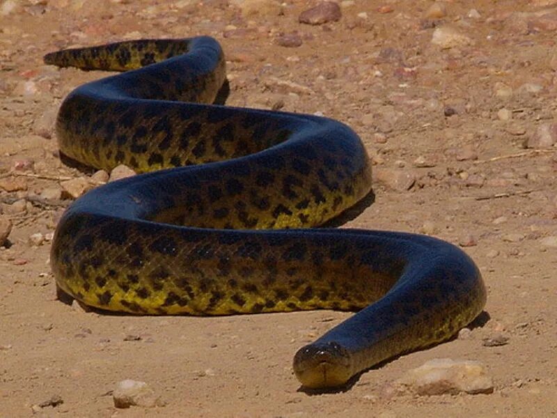 Огромная анаконда. Анаконда змея. Анаконда eunectes murinus. Змея зеленая Анаконда.