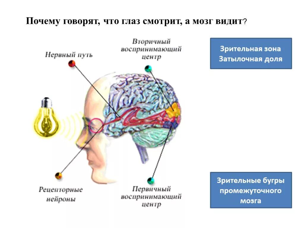 Мы видим мозгом. Зрительная зона мозга. Зрительный анализатор в мозге. Зрение и мозг. Почему глаз смотрит а мозг видит.