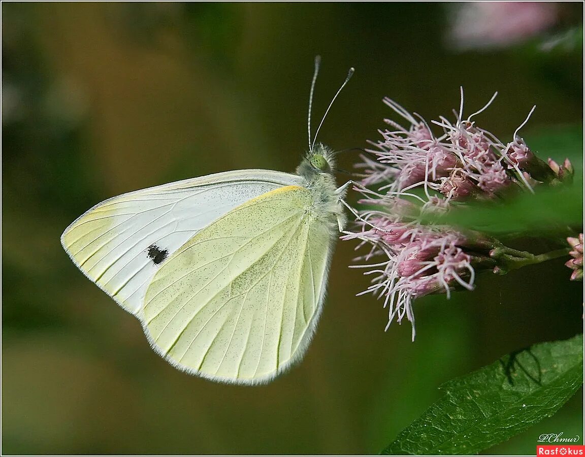 Личинки бабочек капустниц. Бабочка капустница. Pieris brassicae. Бабочка Белянка Брюквенница. Капустница Имаго.