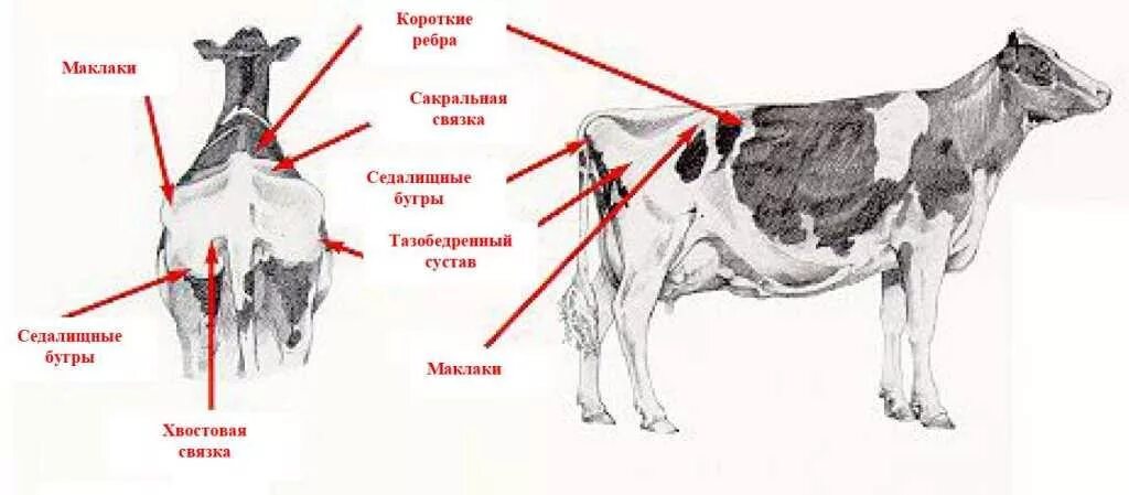 Маклок у КРС. Промеры КРС бонитировка. Схема упитанности КРС. Укол внутримышечно крупного рогатого скота схема.