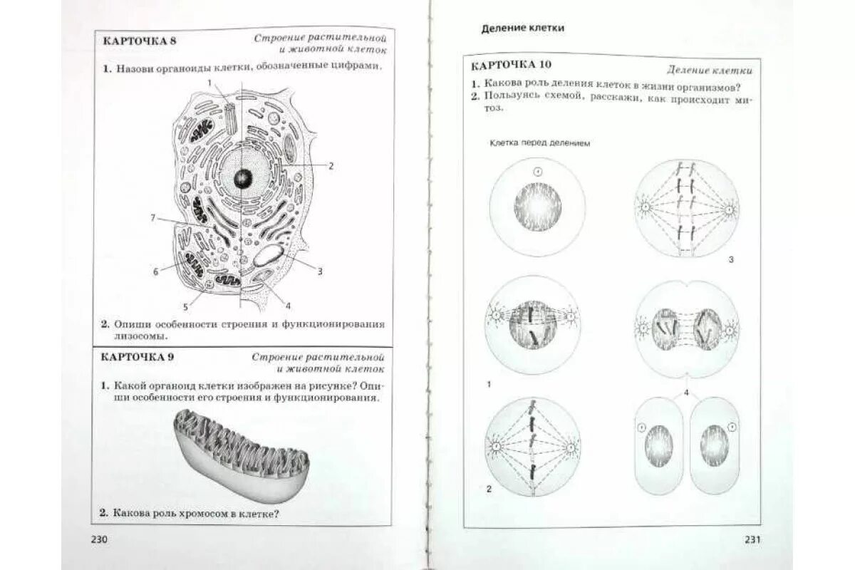 Общая биология контрольные. Строение клетки 5 класс биология проверочная работа. Строение растительной клетки 6 класс биология Пасечник. Строение клетки 5 класс биология задания. Карточки-задания по биологии 5 класс клетка.