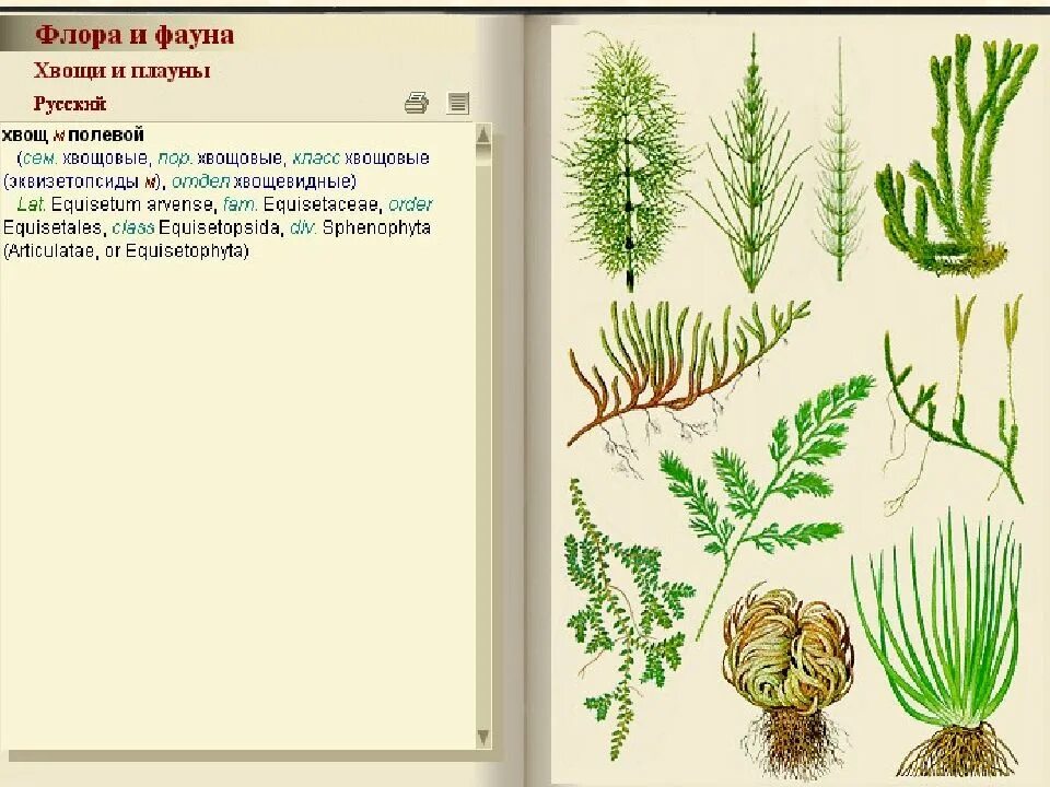 Мох папоротник Хвощь плауны. Моховидные, плауны, хвощи, папоротники .. Хвощи Моховидные плауны. Плаун, сфагнум, хвощ. Двудольные листостебельные мхи папоротниковые плауновые