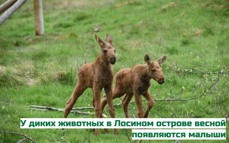 Маленький лосенок. Лось лосиха лосенок. Лосиха с лосенком. Детёныши лосята. Маленький лосенок.