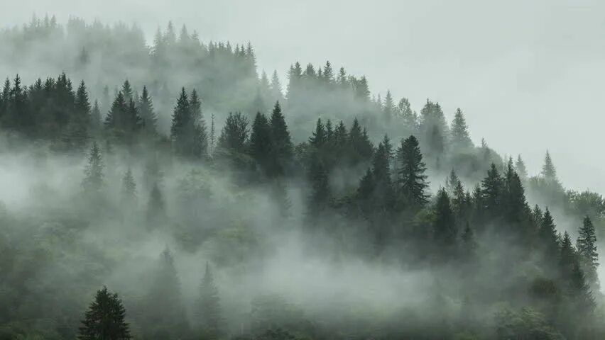 Forest side