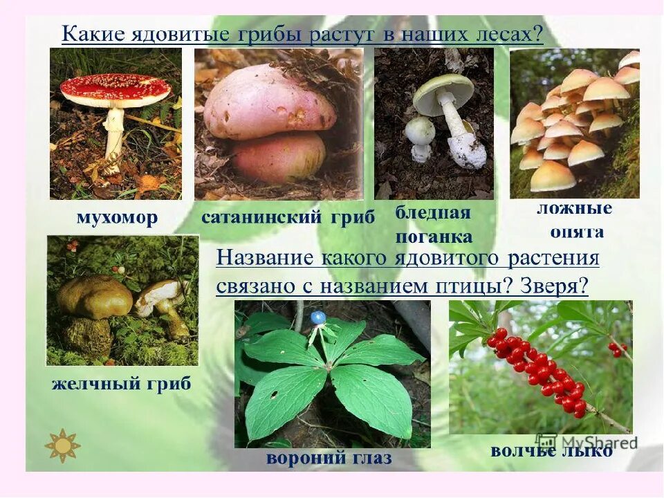 Лесные грибы несъедобные названия 2 класс окружающий мир. Ядовитые растения и грибы. Несъедобные грибы и растения. Несъедобные грибы для человека.