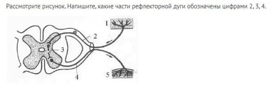 Рассмотрите рисунок схему какие. Функции каждого звена рефлекторной дуги. Обозначьте части рефлекторной дуги. Обозначьте звенья рефлекторной дуги. Три части рефлекторной дуги.