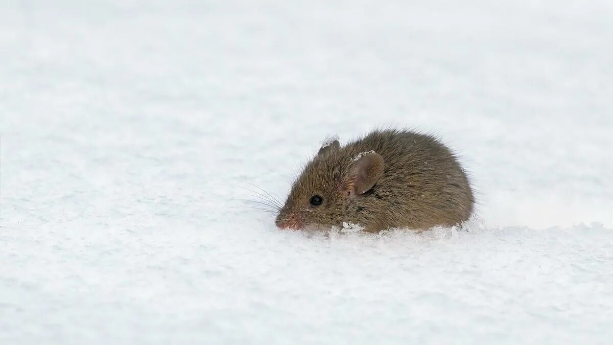 Полевая мышь убегает. Полевка мышь зимняя. Мышь полевка зимой. Мышь в снегу. Мышь зимой в лесу.