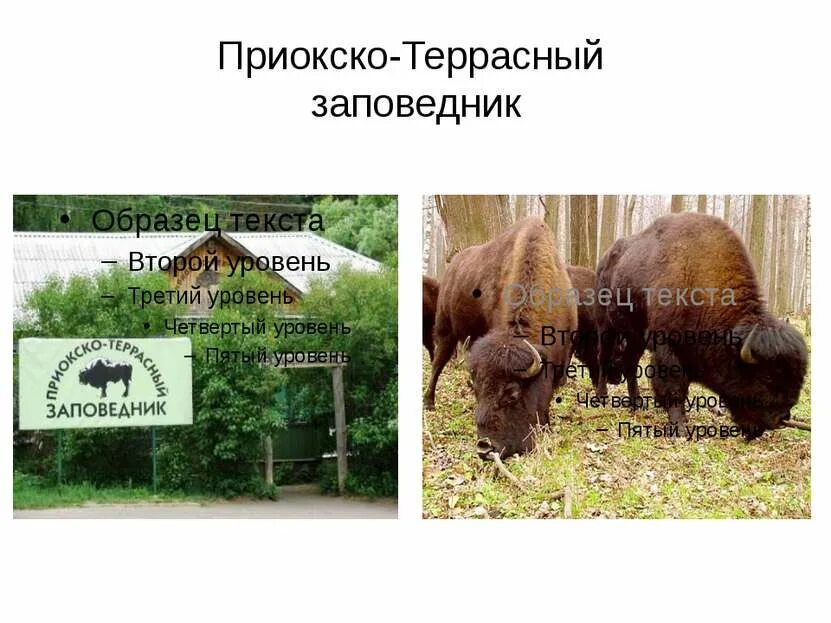 Кроссворд 4 класс окружающий мир. Приокско террасный заповедник растения кроссворд. Приокско террасный заповедник растения кроссворд. Приокский заповедник. Приокско террасный заповедник растения кроссворд.