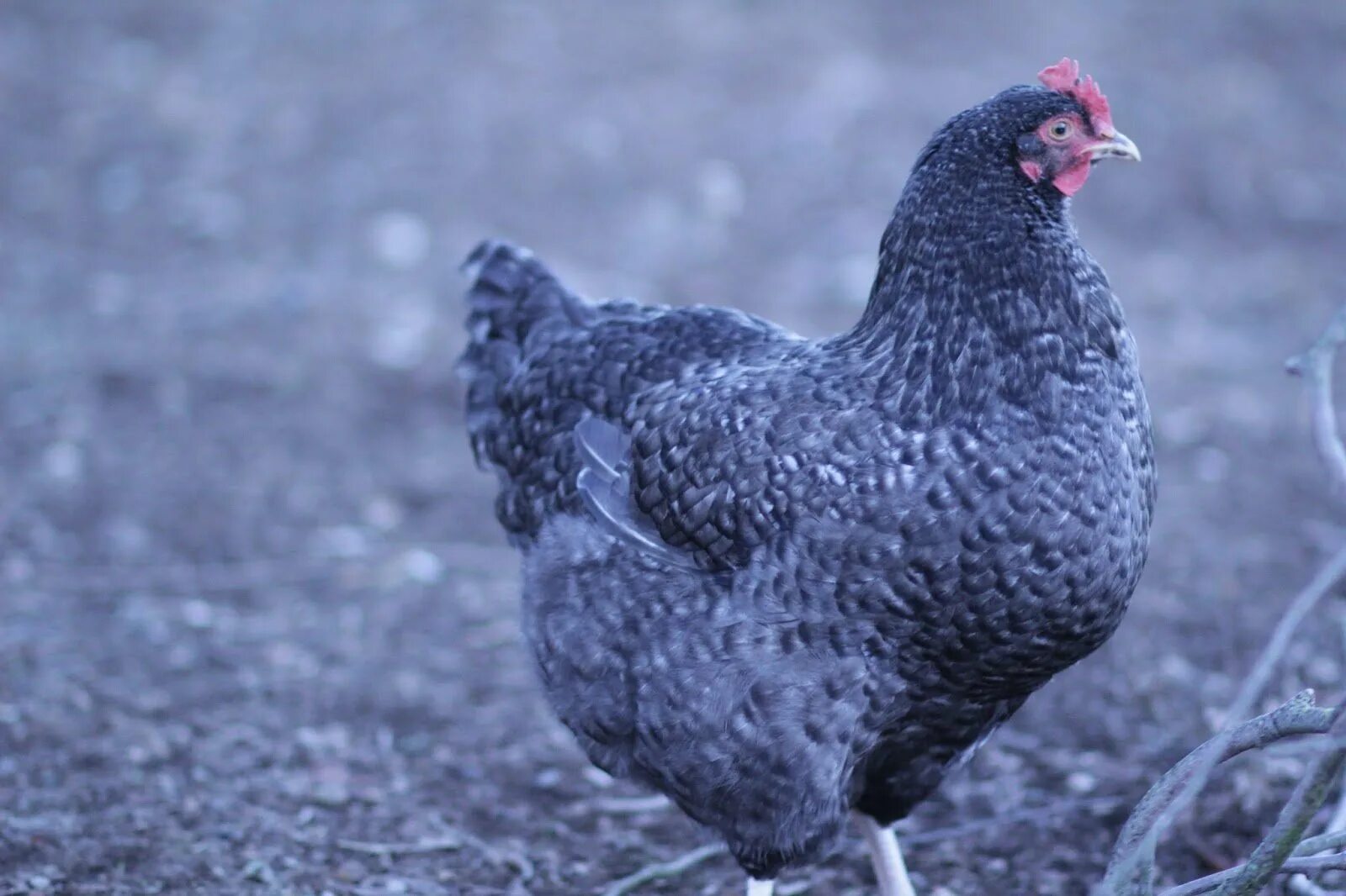 чешский доминант куры голубой. доминант голубой д 107 петух. куры доминант хохлатые. чешский доминант голубой. куры доминант суссекс д 104.