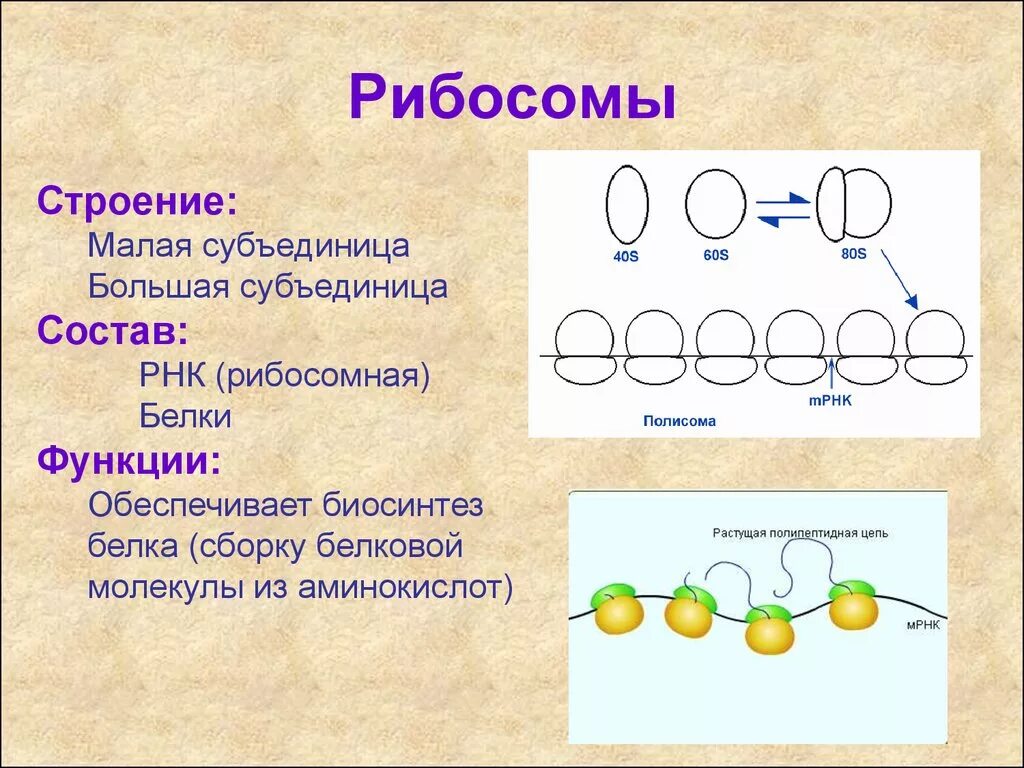 Строение рибосомы и ее функции. Рибосомы строение, функции биология 9 класс. Строение рибосом и их функции.