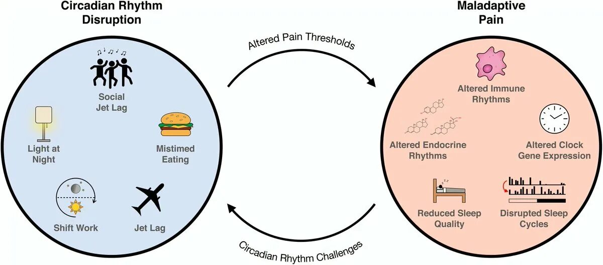 Circadian rhythm drake. Circadian rhythm drake. Circadian rhythm. Биоритмы сна. Инфографика сон.