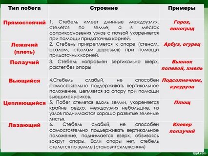 Побеги выполняют функции