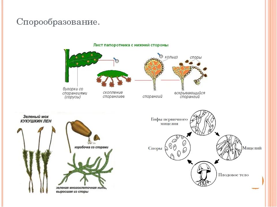 Спорообразование размножение рисунок. Размножение грибов спорообразование. Спорообразование характеристика размножение. Образование спор у растений. Организмы со спорами