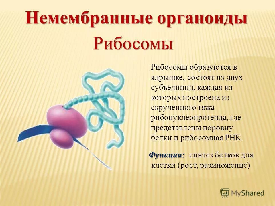 Какие немембранные органоиды могут связываться с эпс. Где образуются рибосомы. Рибосомы образуются в. Субъединицы рибосом образуются в.
