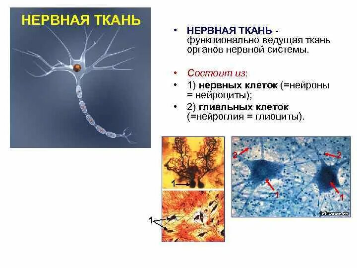 Нервная ткань состоит из ответ. Нервная ткань. Нервная ткань рисунок. Органы состоящие из нервной ткани. Нервная ткань состоит из нервных клеток.