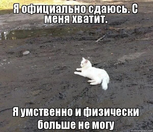 Сдайся мне иванова читать. Белый кот в грязи. Белый кот лежит в грязи. Белый котик в грязи. Я больше не могу.