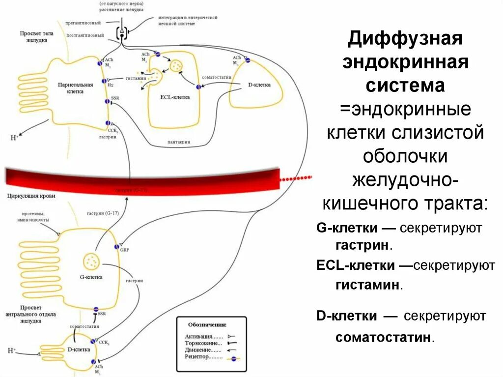 Диффузная эндокринная система. Диффузная эндокринная система желудочно-кишечного тракта. Диффузная эндокринная система ЖКТ. Понятие о диффузной эндокринной системе. Диффузная эндокринная