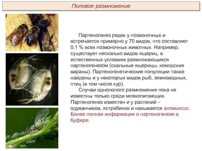 Образование спор партеногенез. Форма полового размножения партеногенез встречается. Факультативный партеногенез встречается у. Партеногенез это бесполое размножение. Партеногенез у растений.