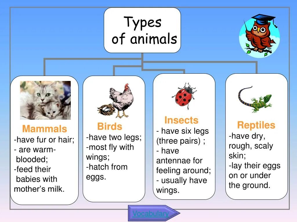 План урока 5 спотлайт. Animals презентация. Types of animals. Animals 5 класс. Презентацияанг ЯЗЖИВОТНЫЕ.