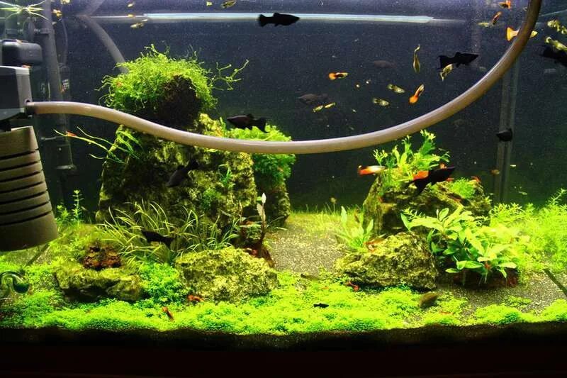 запуск аквариума. аквариум новый. аквариум с растениями без рыб. запущен аквариум. запуск аквариума с нуля.